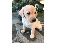 working labrador puppies for sale yorkshire